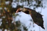 _MG_0982 Bald Eagle.jpg