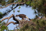 _MG_9944 Bald Eagle.jpg