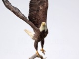 _MG_2183 Bald Eagle.jpg