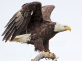 _MG_5136 Bald Eagle.jpg
