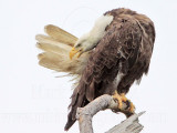 _MG_5441 Bald Eagle.jpg