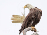 _MG_5448 Bald Eagle.jpg