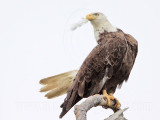 _MG_5449 Bald Eagle.jpg