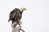 _MG_5975 Bald Eagle.jpg