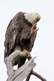 _MG_6172 Bald Eagle.jpg
