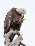 _MG_6180 Bald Eagle.jpg