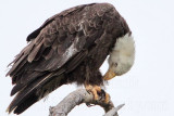 _MG_6272 Bald Eagle.jpg
