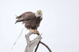 _MG_6438 Bald Eagle.jpg
