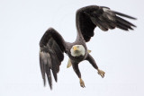 _MG_6455 Bald Eagle.jpg