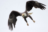 _MG_6457 Bald Eagle.jpg