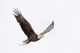 _MG_6512 Bald Eagle.jpg