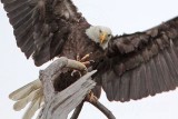 _MG_6822crop Bald Eagle.jpg