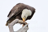 _MG_6975 Bald Eagle.jpg