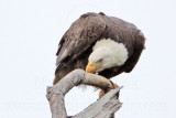 _MG_6980 Bald Eagle.jpg