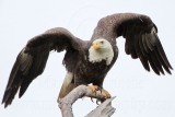 _MG_7165 Bald Eagle.jpg