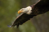 _MG_6907 Bald Eagle.jpg