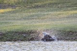 _MG_0572 Bald Eagle.jpg