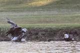 _MG_0786 Bald Eagle.jpg