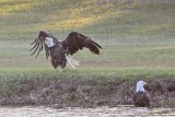 _MG_0849 Bald Eagle.jpg