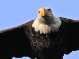_MG_0683 Bald Eagle.jpg