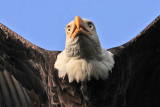 _MG_0688 Bald Eagle.jpg