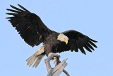 _MG_0733 Bald Eagle.jpg