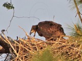 _MG_1639 Bald Eagle.jpg