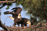 _MG_0670 Bald Eagle.jpg