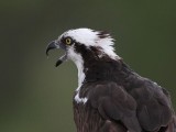 _MG_5833 Osprey.jpg