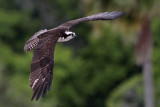 _MG_0202 Osprey.jpg