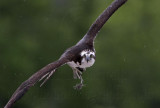 _MG_0207 Osprey.jpg