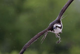 _MG_0208 Osprey.jpg