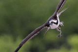 _MG_0209 Osprey.jpg