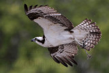 _MG_0220 Osprey.jpg