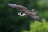 _MG_0693 Osprey.jpg