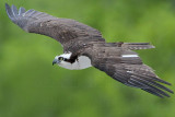 _MG_0697 Osprey.jpg