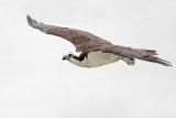 _MG_0706 Osprey.jpg