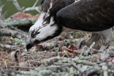 _MG_0985 Osprey.jpg