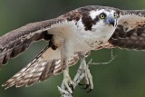_MG_1973 Osprey.jpg