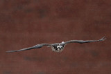 Osprey - on the wing - in rain