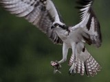 _MG_4377 Osprey.jpg