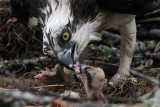 _MG_4820 Osprey.jpg