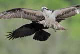 _MG_6499 Osprey.jpg