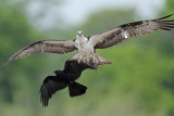 _MG_6500 Osprey.jpg