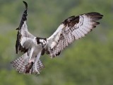 _MG_0157 Osprey.jpg