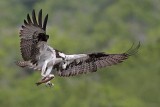 _MG_0160 Osprey.jpg