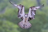 _MG_0559 Osprey.jpg