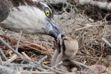 _MG_0618 Osprey.jpg