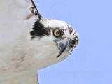 _MG_0836 Osprey.jpg