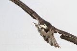 _MG_0972 Osprey.jpg